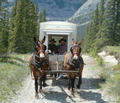 Wilderness Packing - Equine Educational Holidays